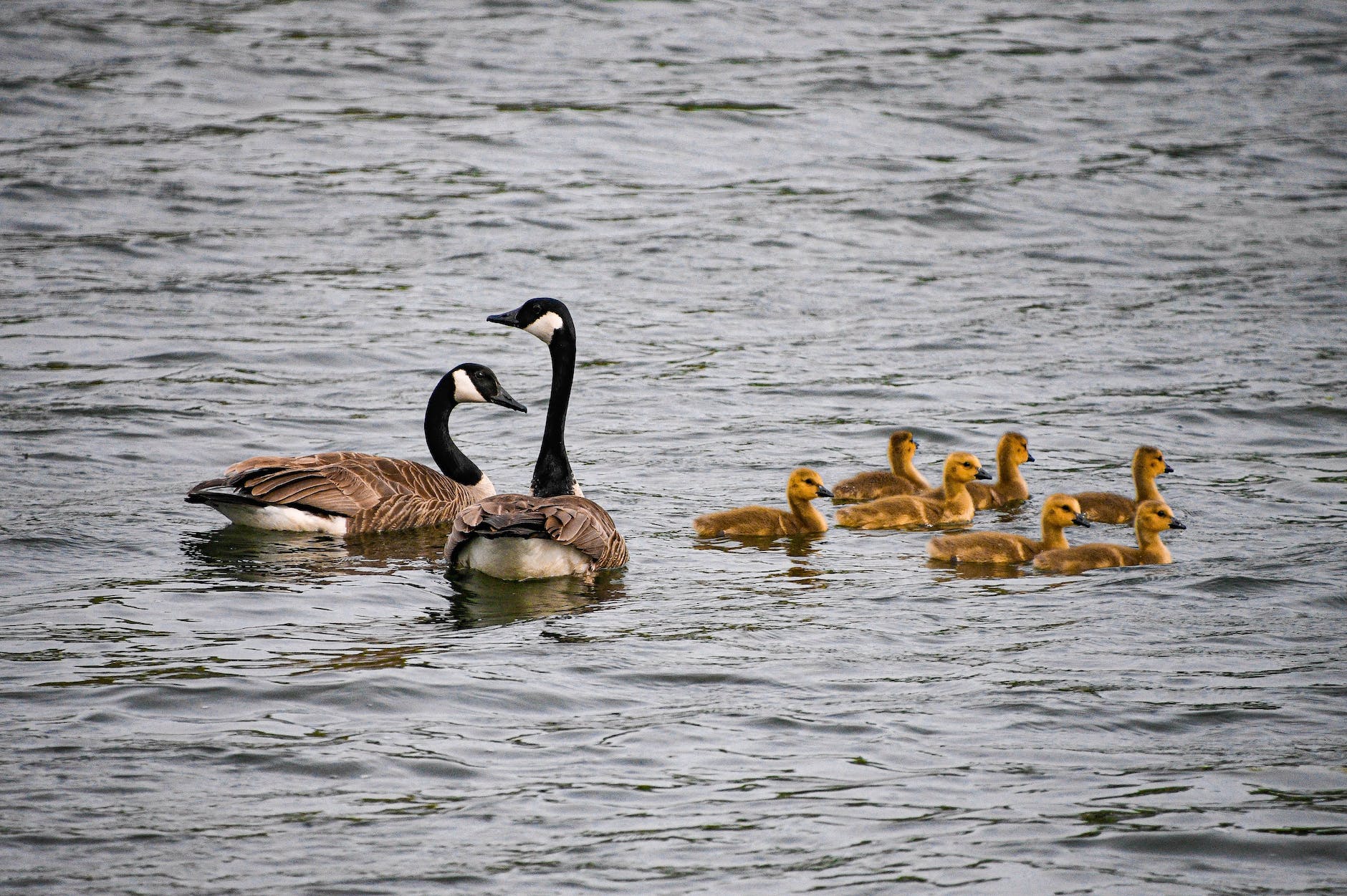 can-you-hunt-canada-geese-in-alberta-know-alberta