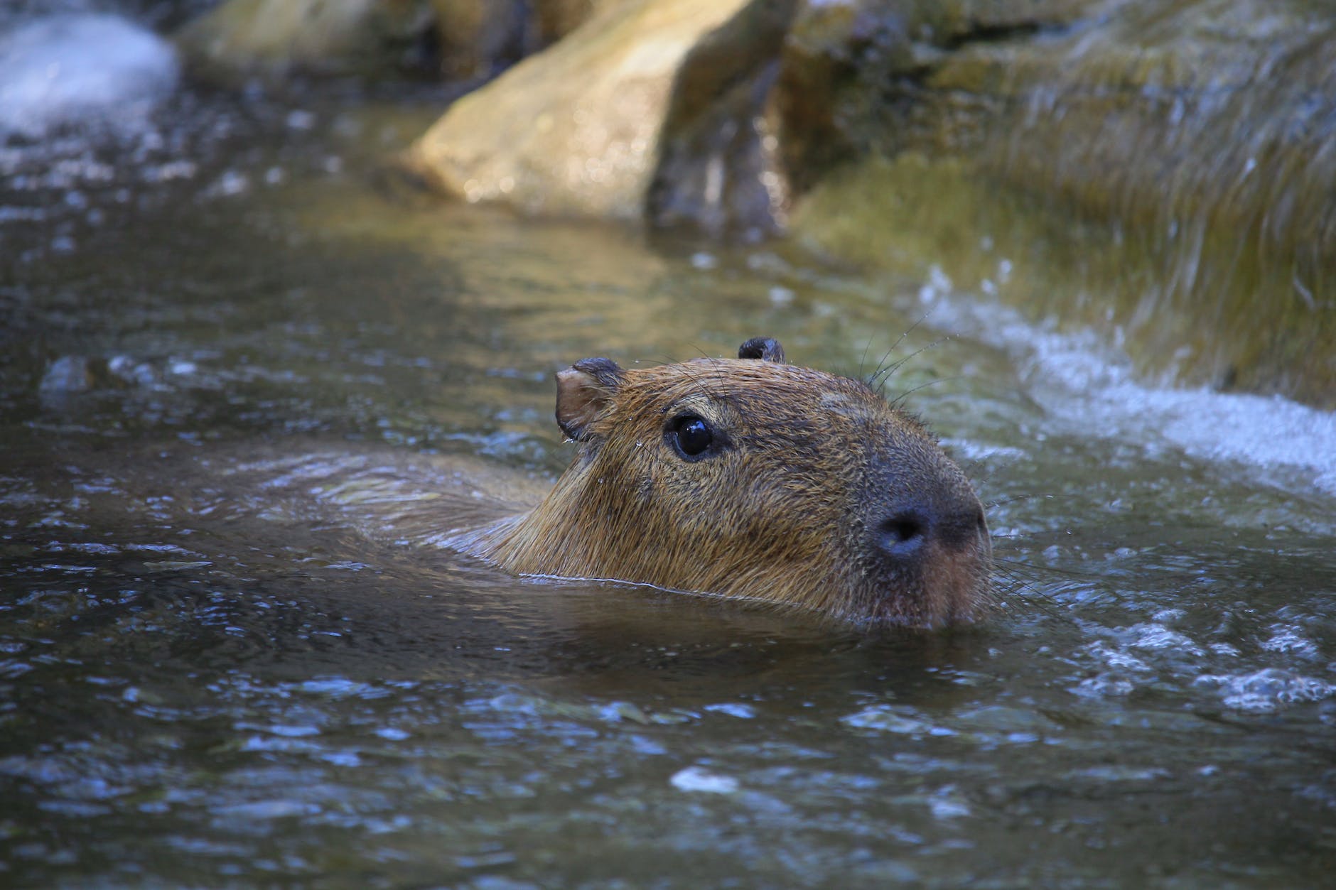 can-you-legally-own-a-capybara-as-a-pet-in-alberta-know-alberta
