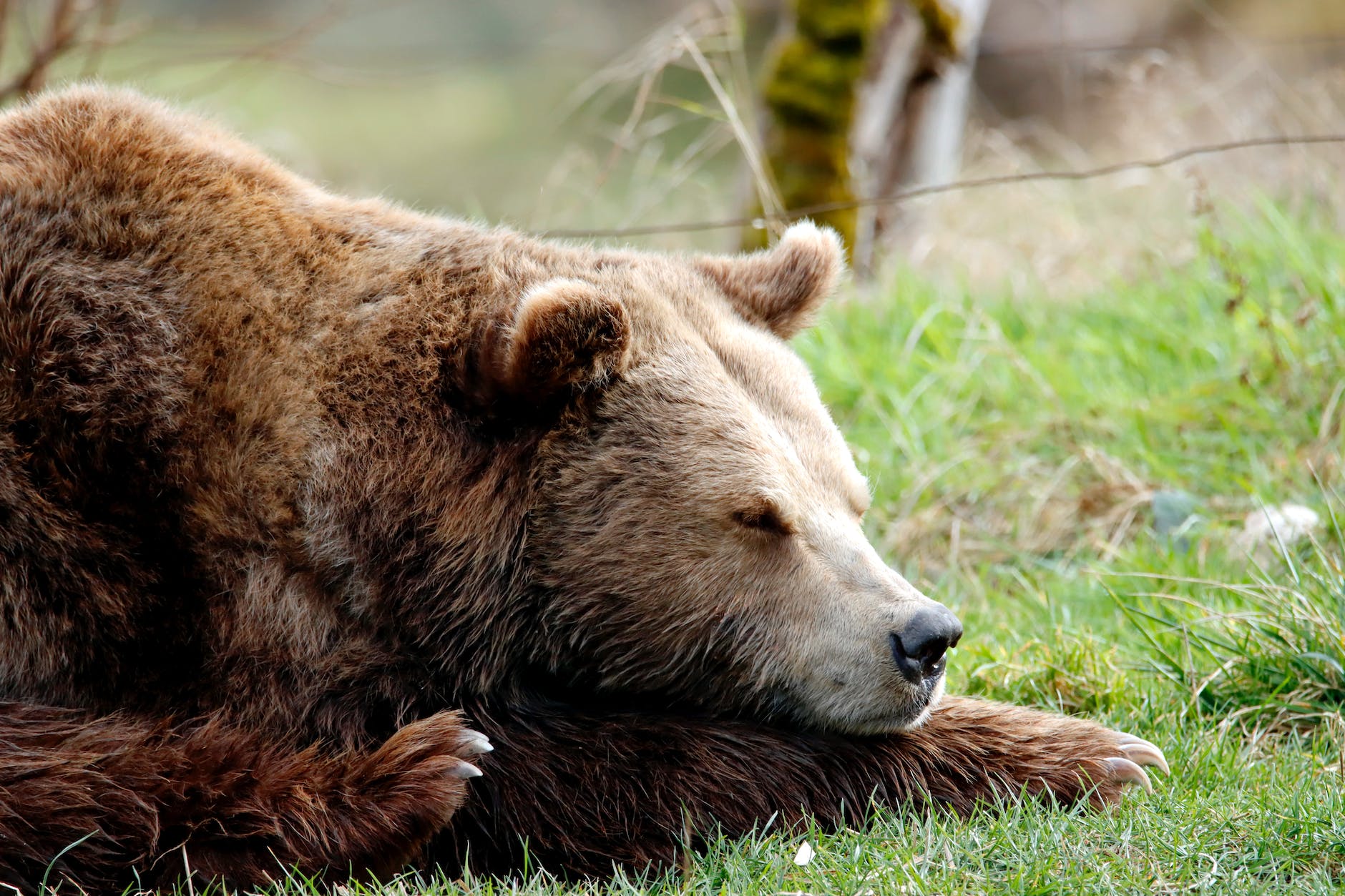 do bears hibernate