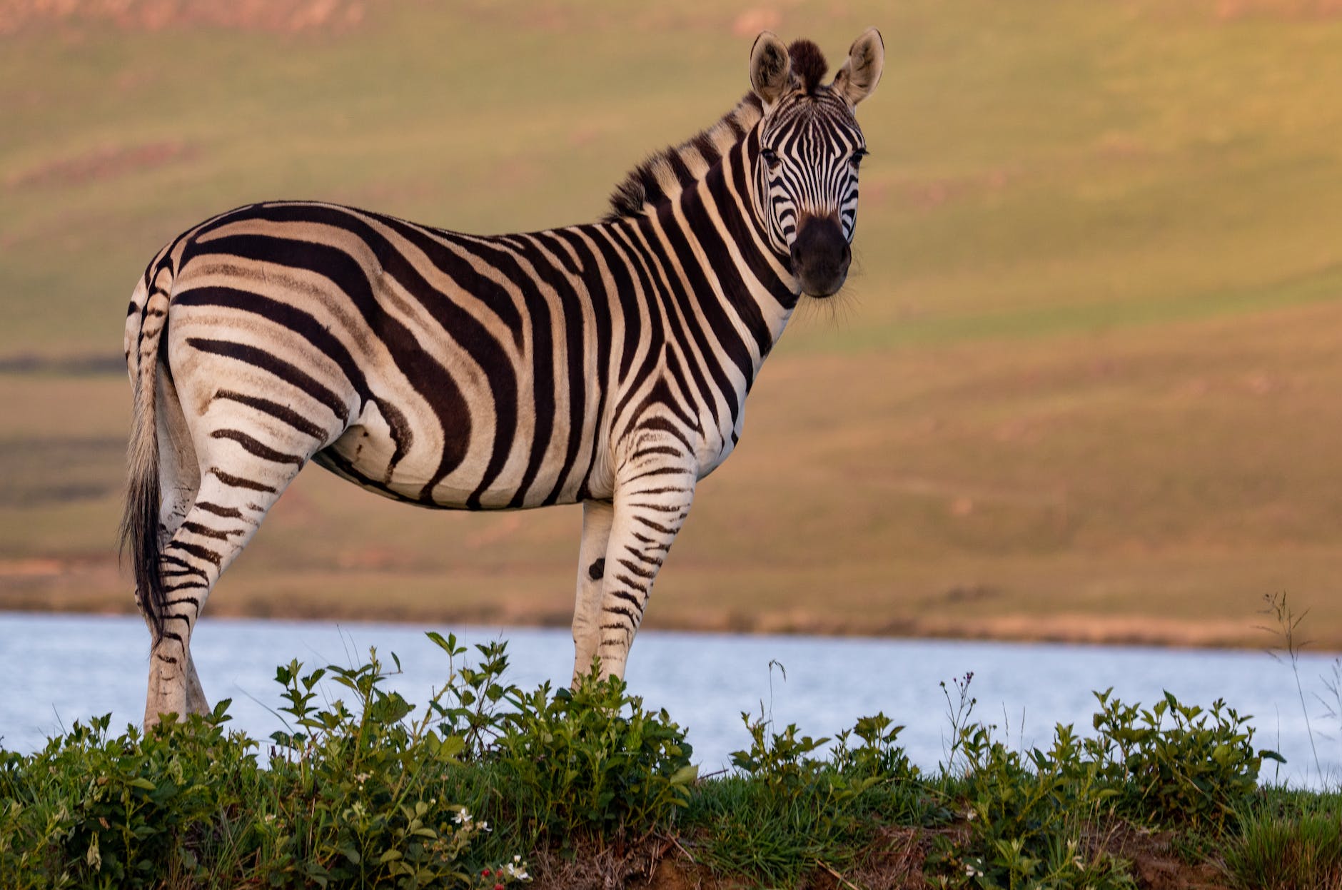 can-you-own-a-zebra-in-alberta-know-alberta